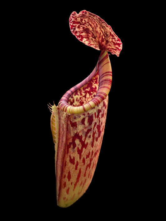 Nepenthes burbidgeae x glandulifera 20cm