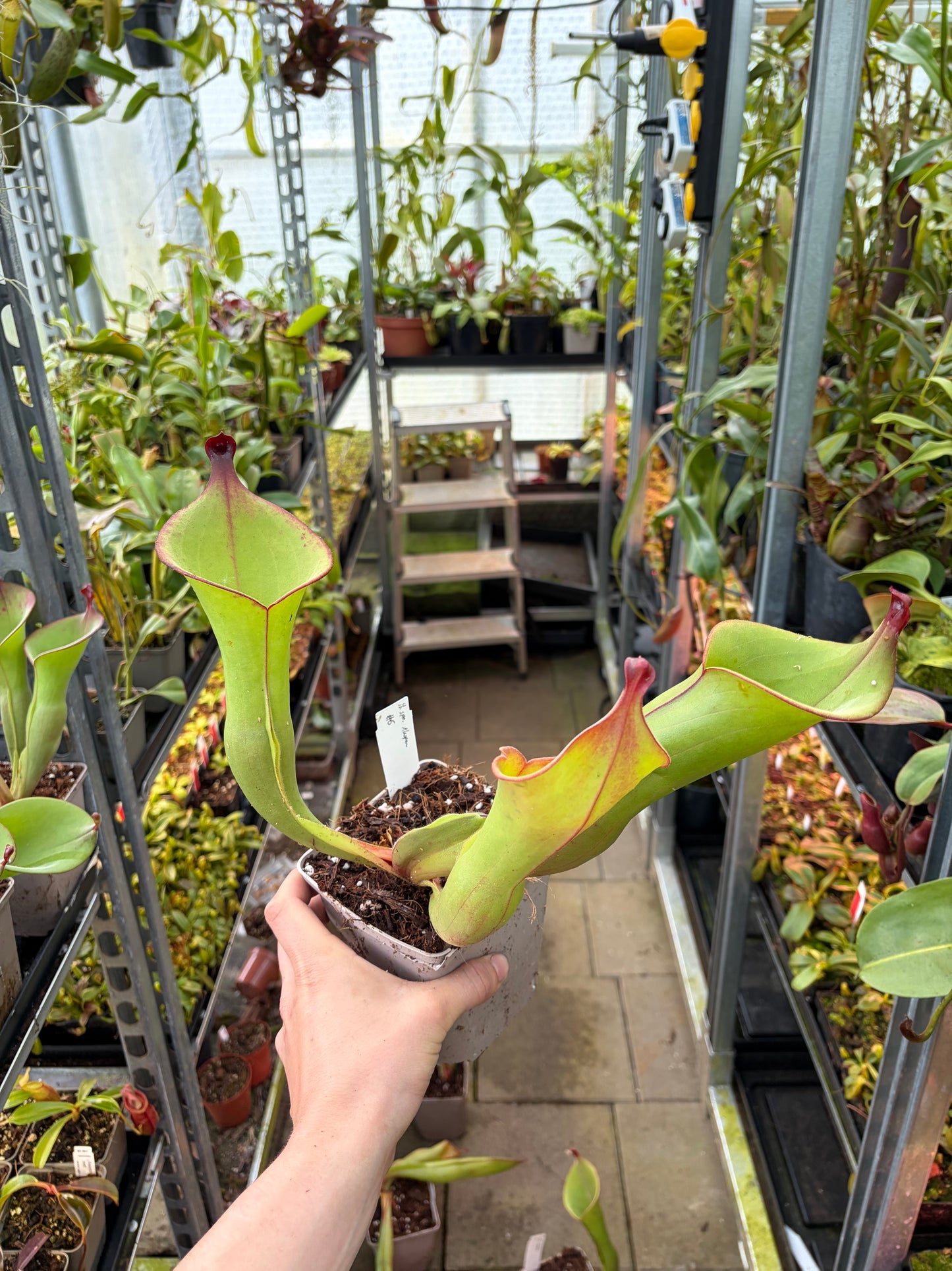Heliamphora spec. Akopon #4