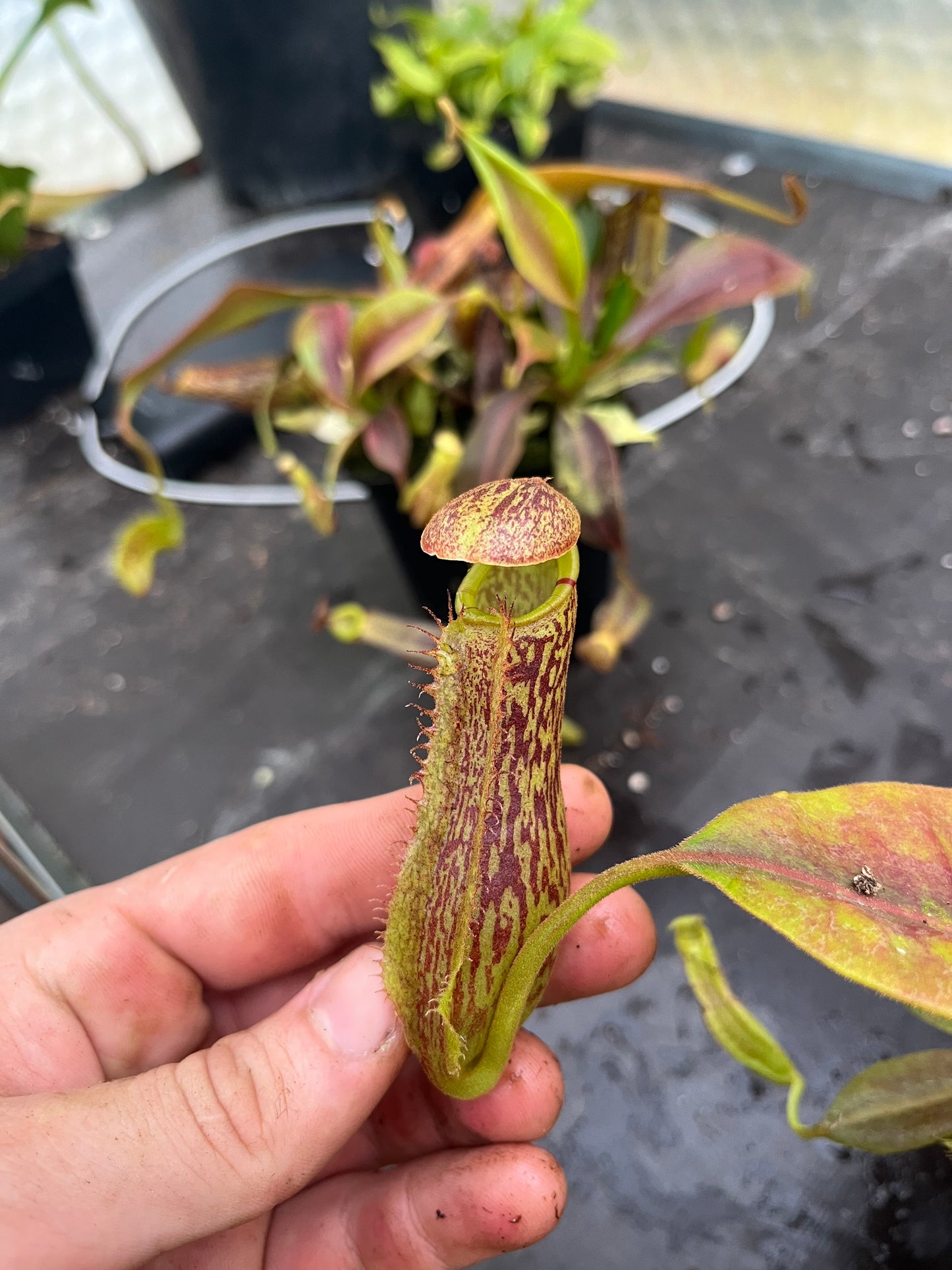 Nepenthes platychila x boschiana 10cm