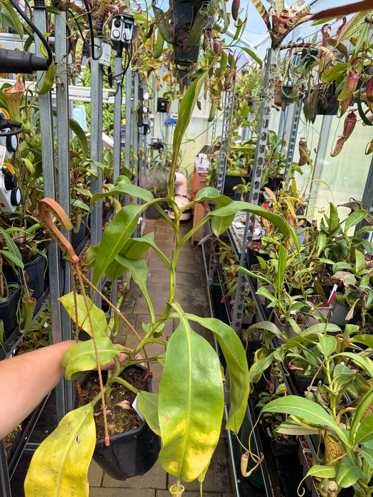 Nepenthes (platychila x burbidgeae) x (platychila x boschiana) 60cm