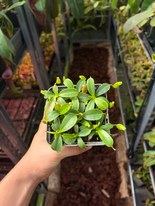 Nepenthes (lowii x truncata ‚squat‘) x boschiana ‚dark‘ 7cm