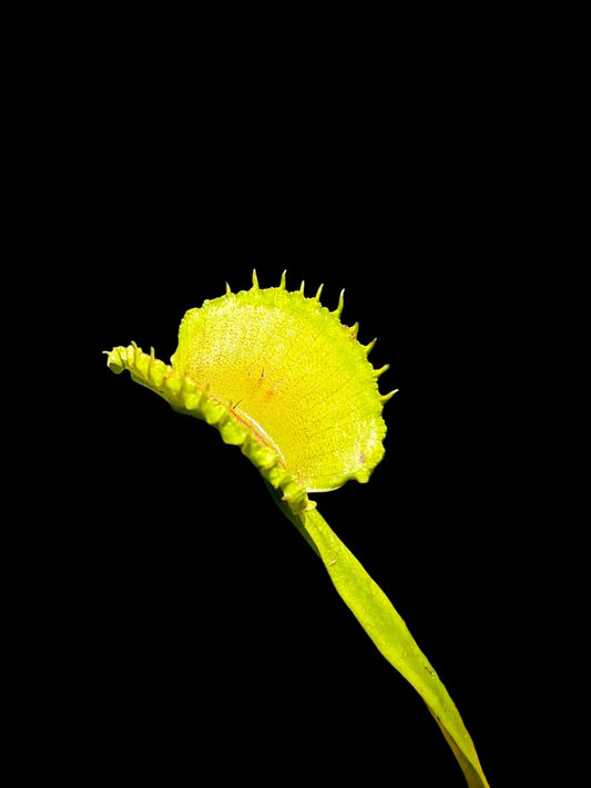 Dionaea muscipula 'Werewolf'