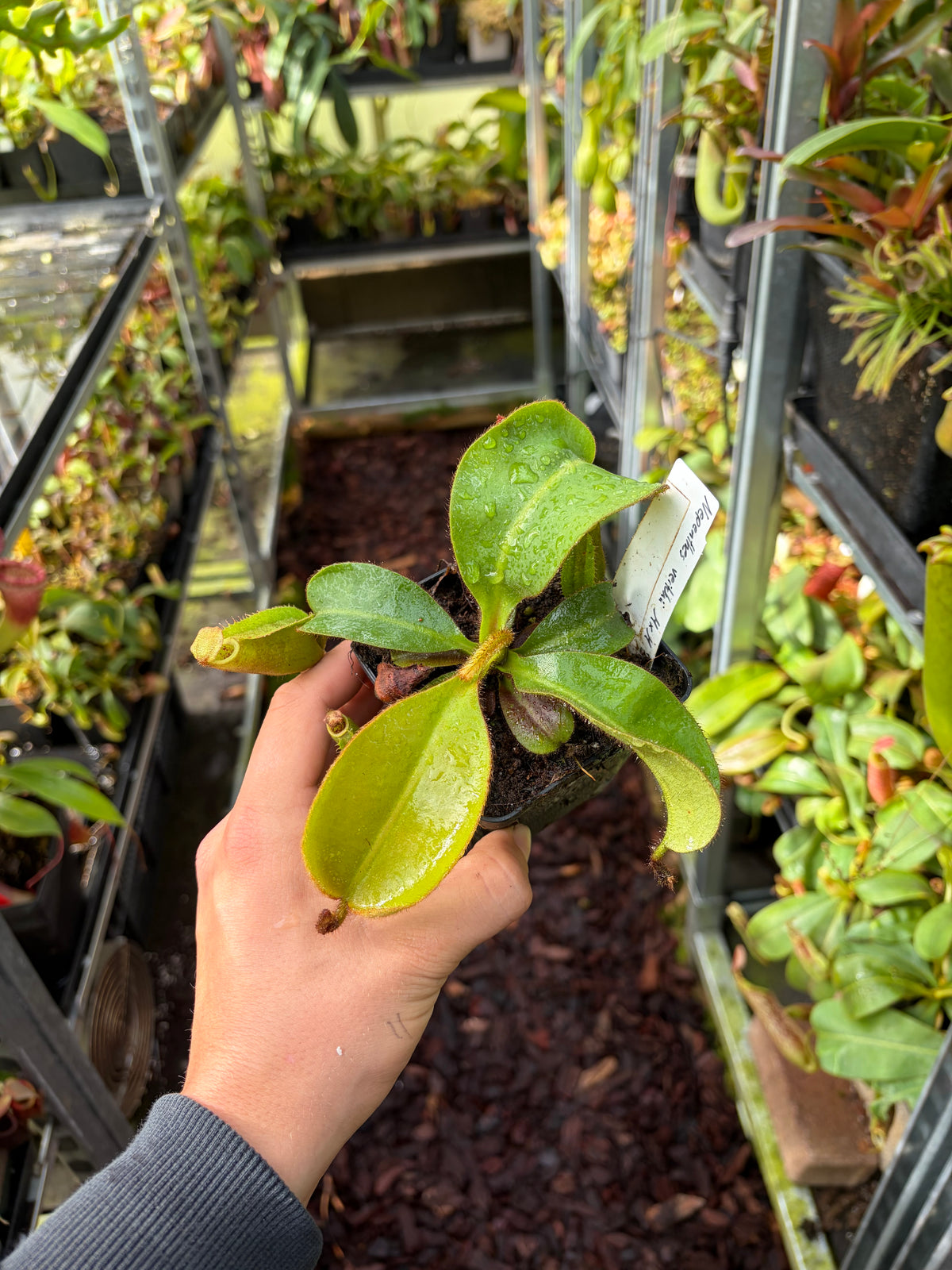Nepenthes veitchii ‚M x M‘ 15cm+