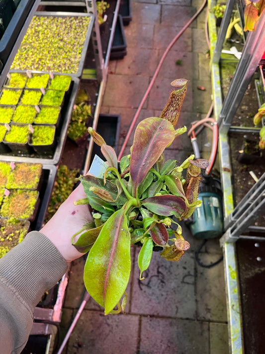Nepenthes platychila x boschiana 10cm