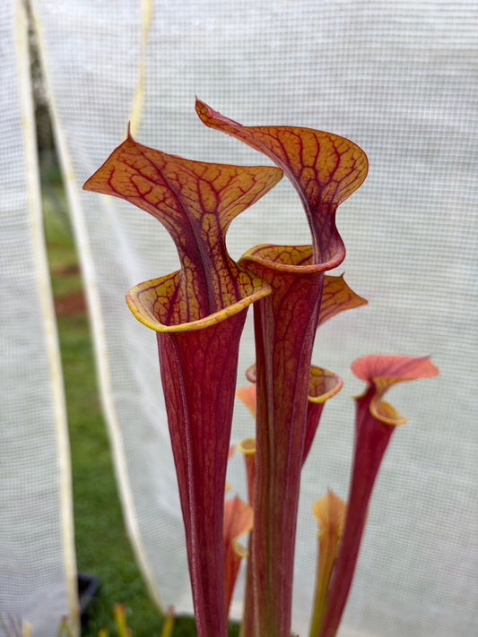 Sarracenia flava var. attropurpurea MK F17C, Blackwater State