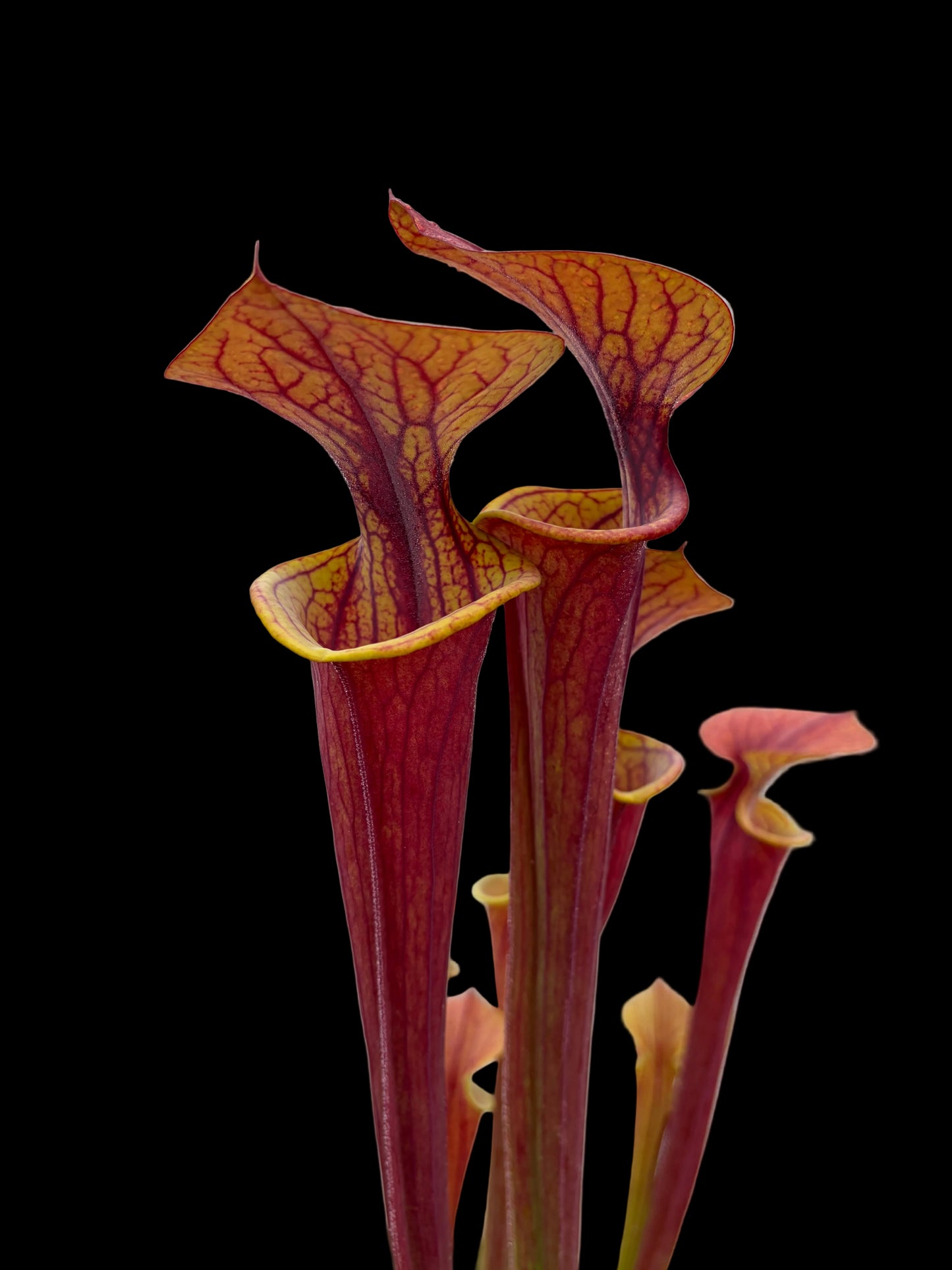 Sarracenia flava var. attropurpurea MK F17C, Blackwater State