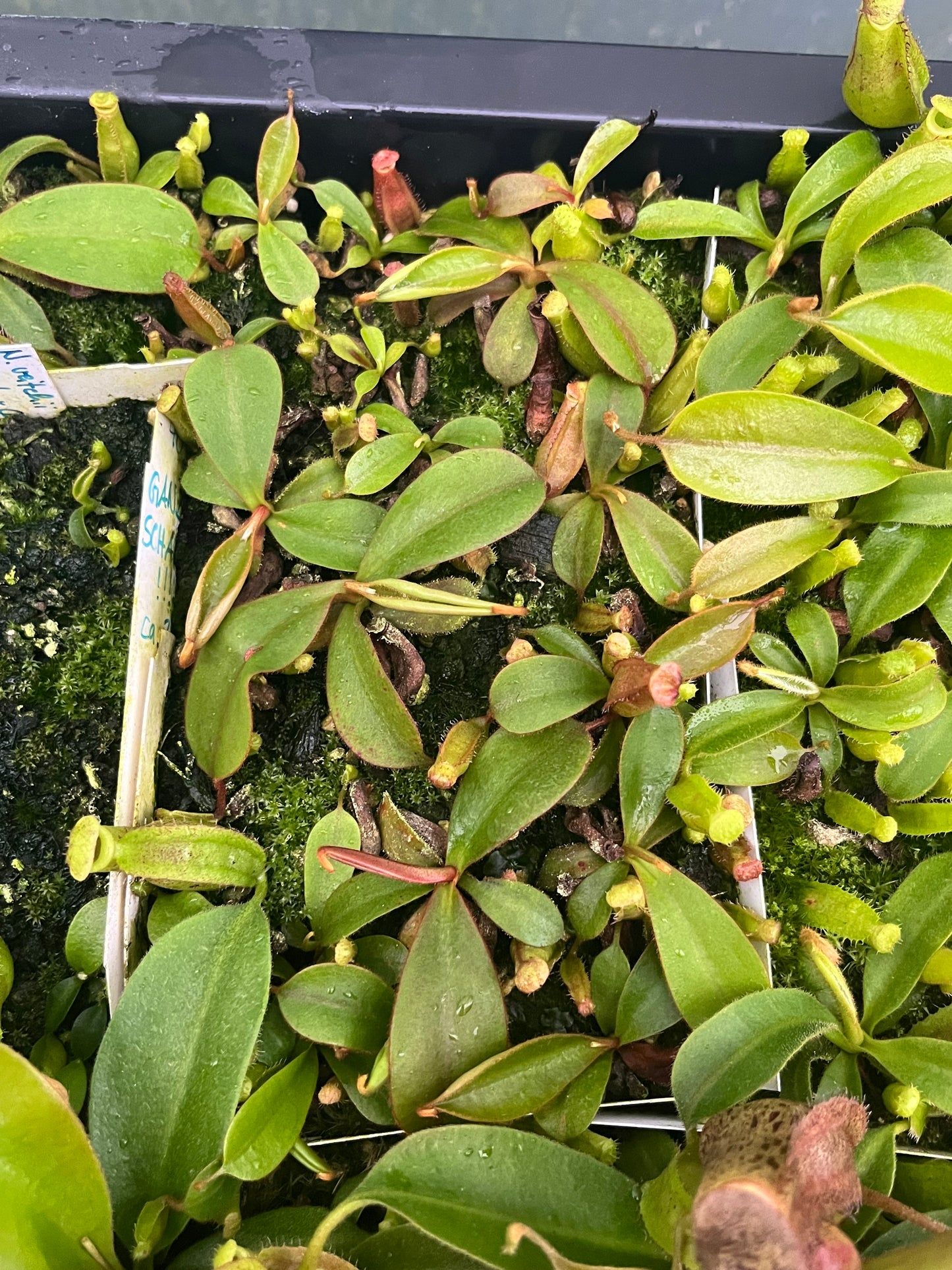 Nepenthes adnata x (lowii x veitchii) 7-10cm