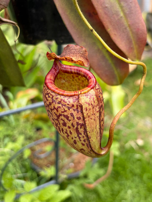 Nepenthes tenuis x peltata