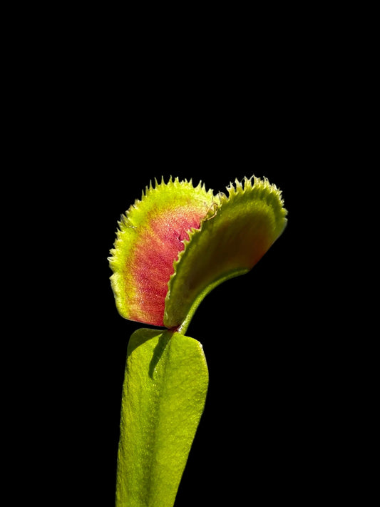Dionaea muscipula 'Dentata'