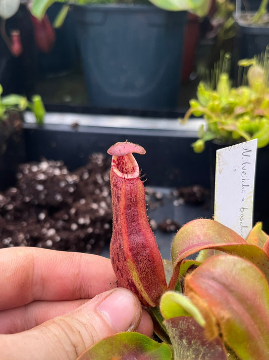 Nepenthes (veitchii 'candy' x boschiana) x veitchii 'candy' 10cm