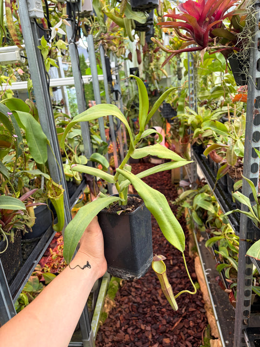 Nepenthes izumiae x ramispina ‚female - rooted cutting‘