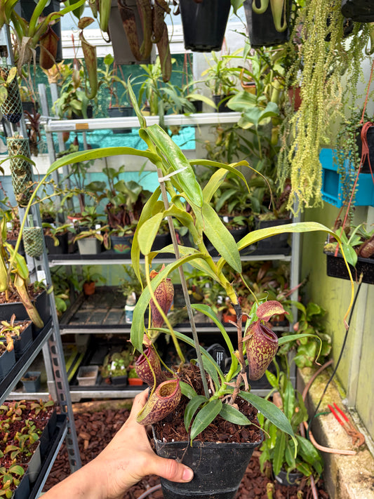 Nepenthes aristolochiloides x campanulata 40cm+