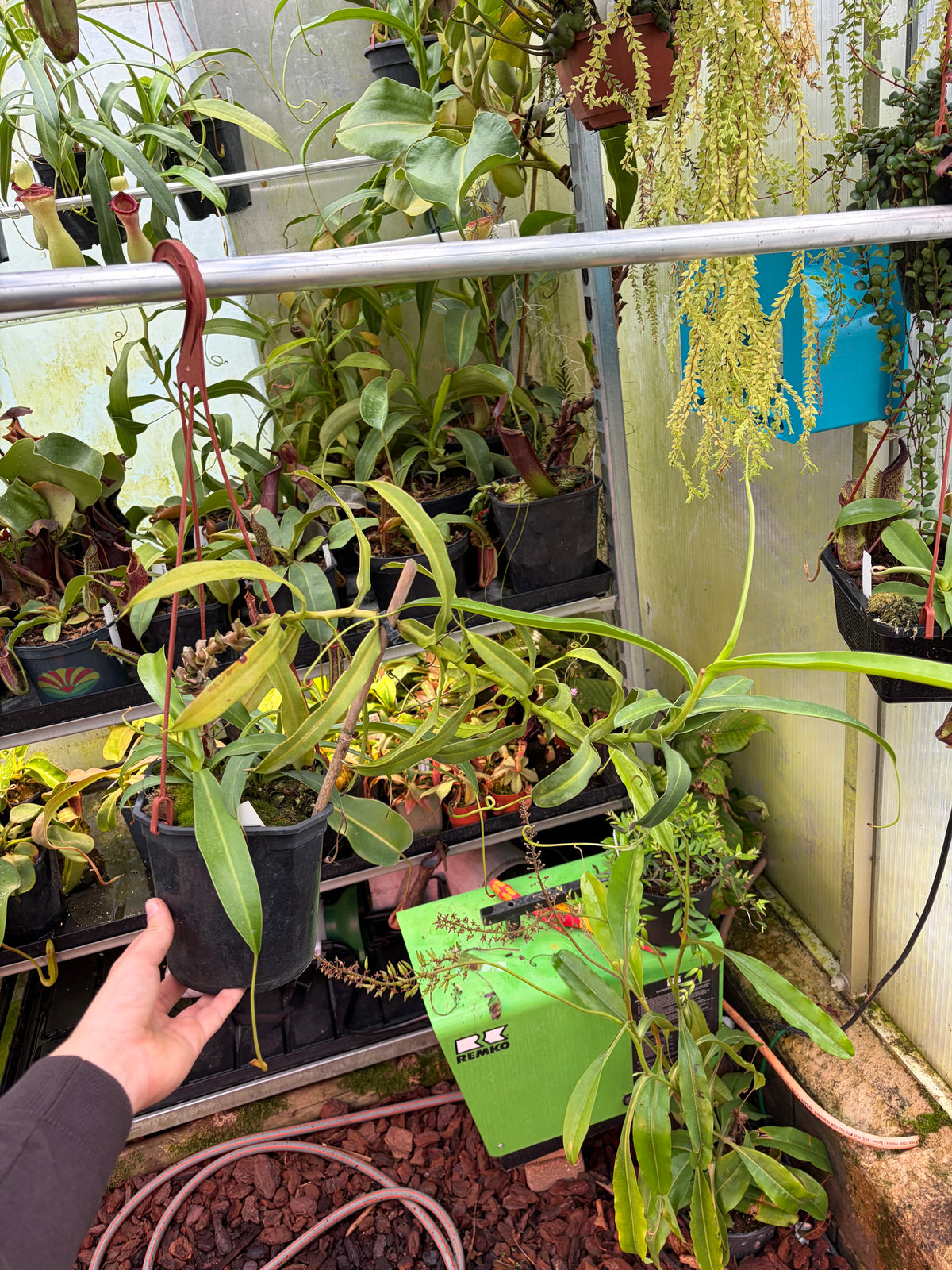 Nepenthes ventricosa ‚porcelain - longwood clone‘ 50cm