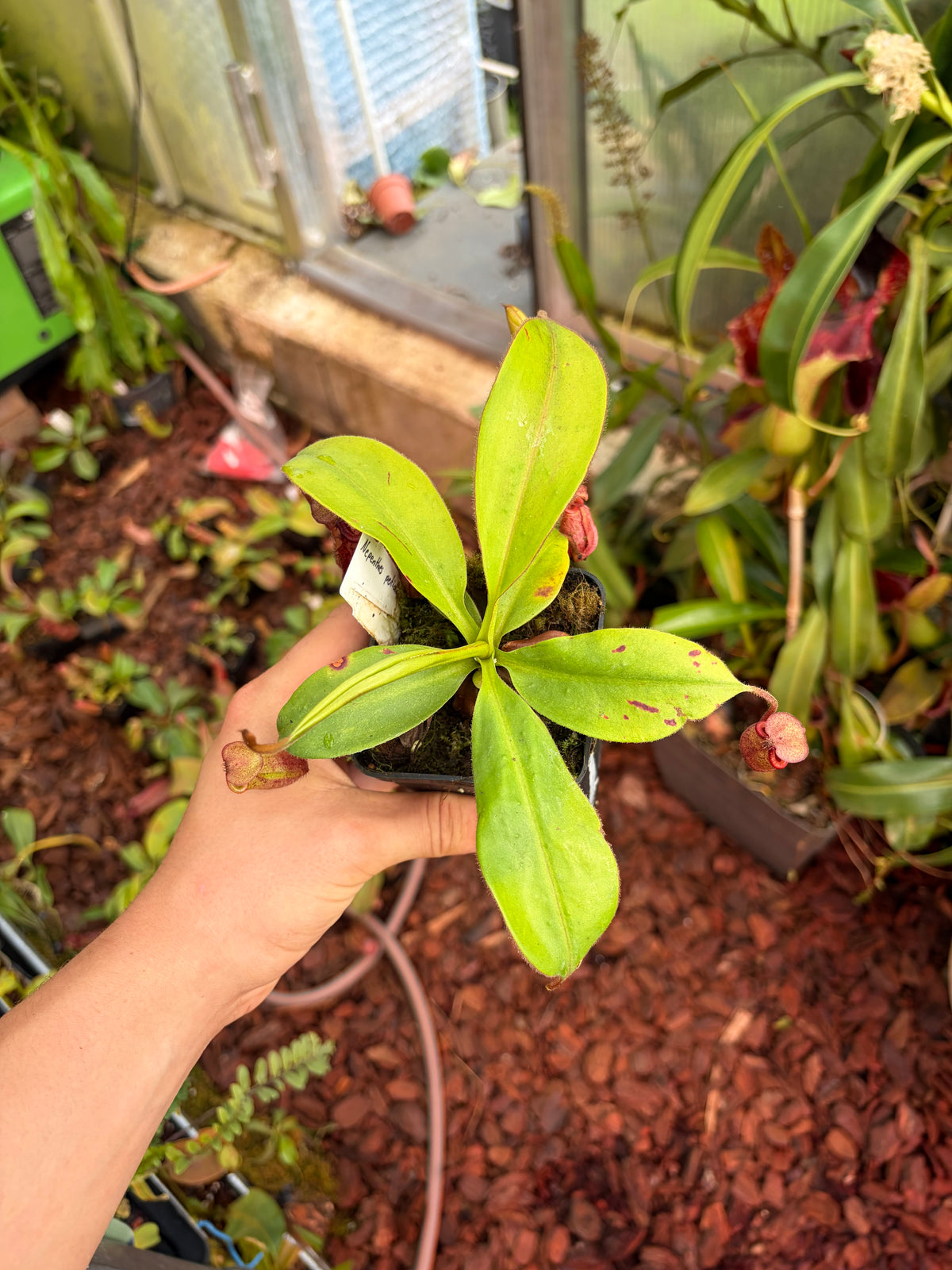 Nepenthes petiolata x mira (BE-4525) 15cm