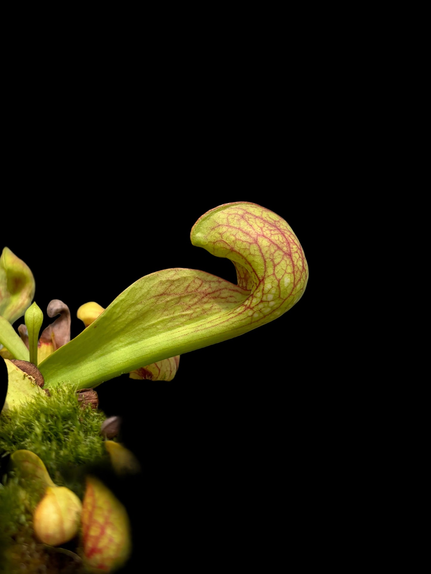 sarracenia psittacina SL 13/1 - seedgrown
