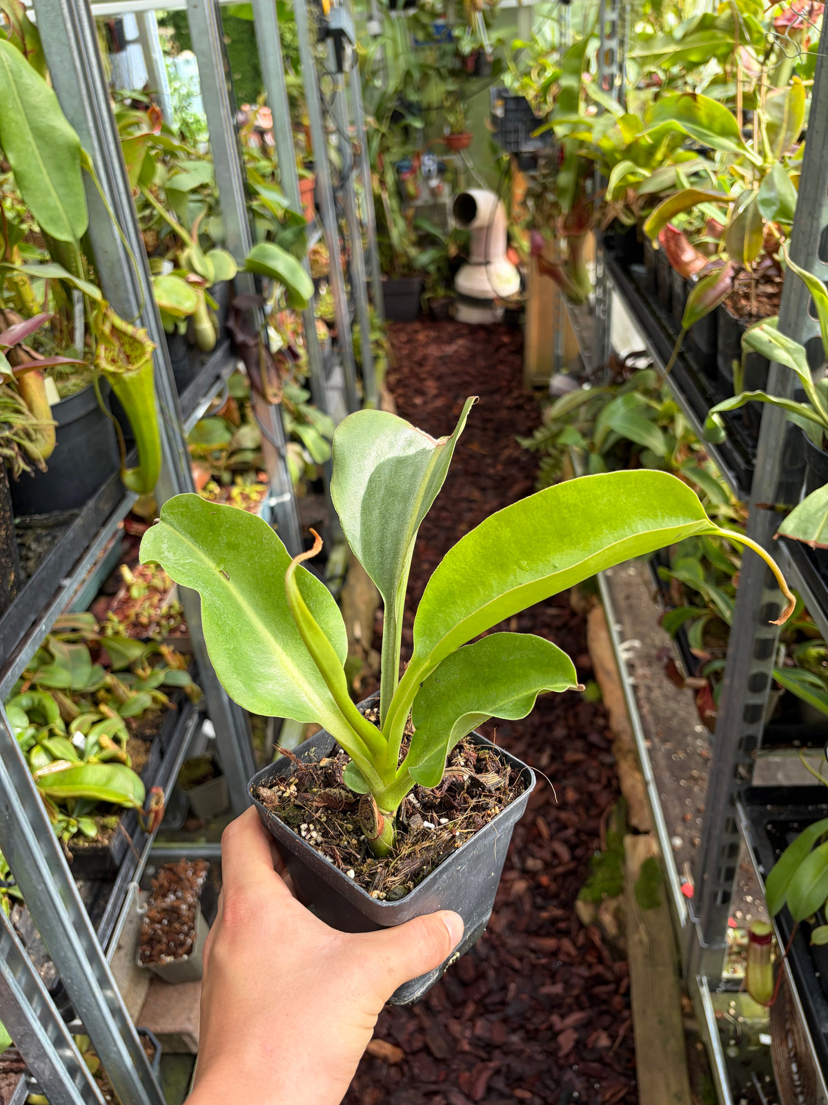 Nepenthes lowii x truncata ‚unknown grex - rooted cutting‘