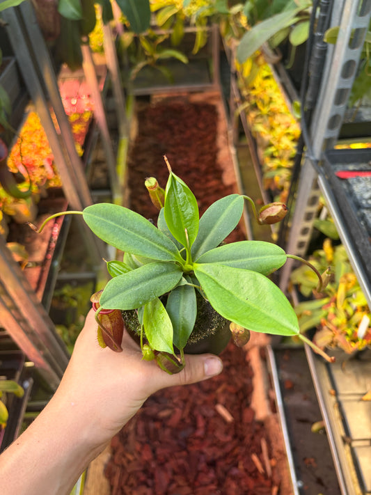 Nepenthes mira 10cm