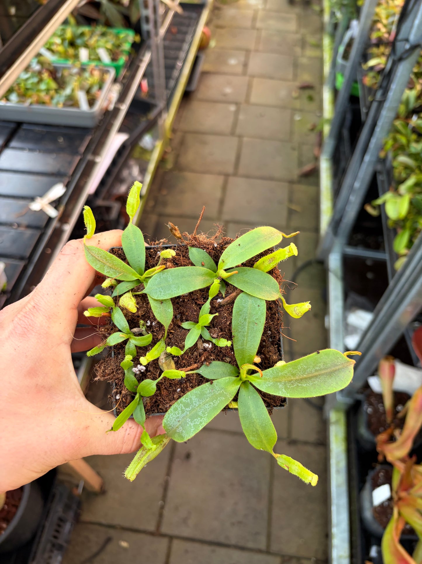 Nepenthes vogelii 10cm