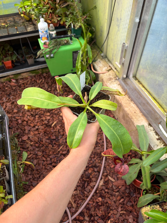 Nepenthes (veitchii x platychila) x (veitchii x boschiana) 20cm+