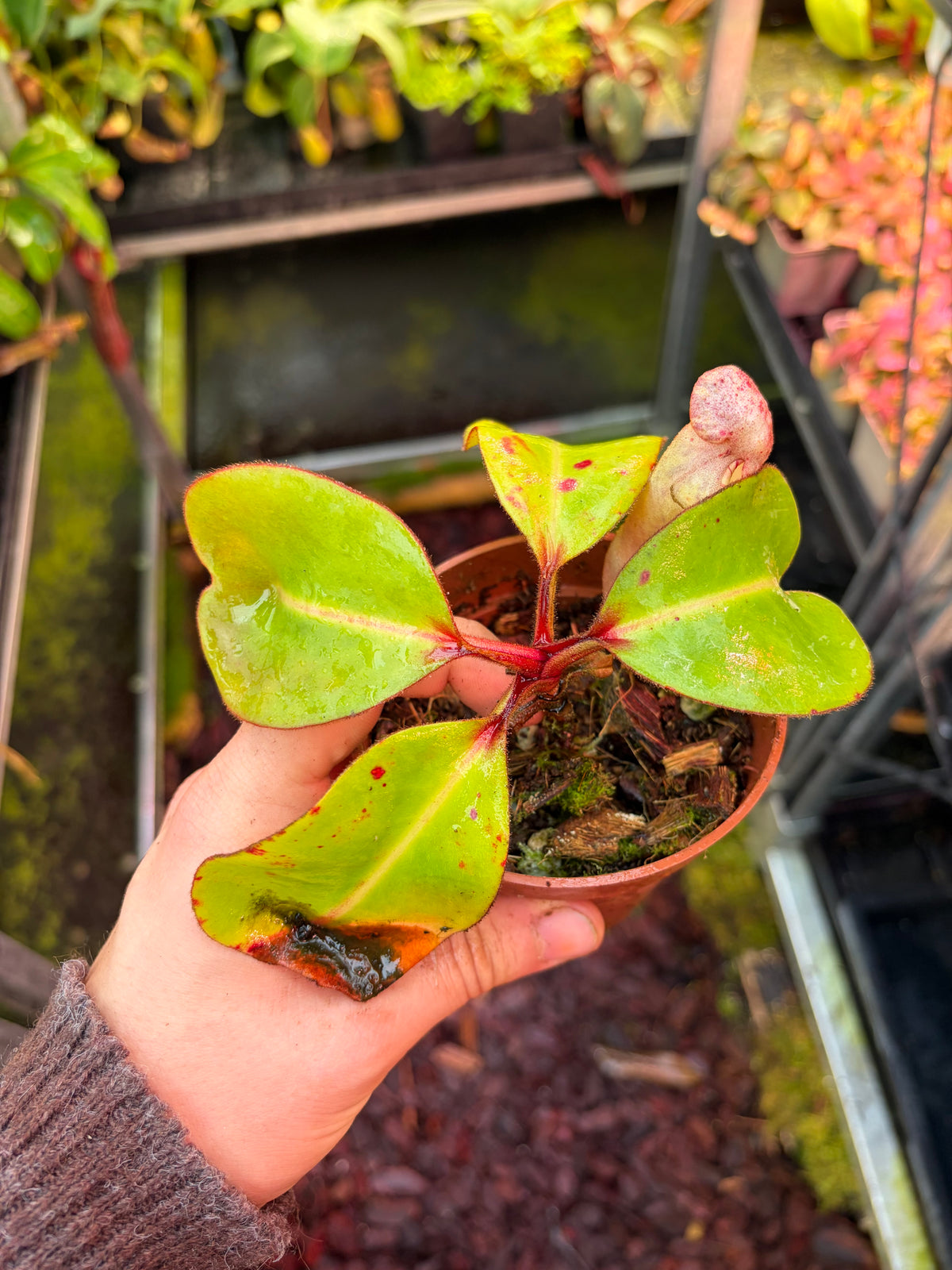 Nepenthes clipeata SG 15cm