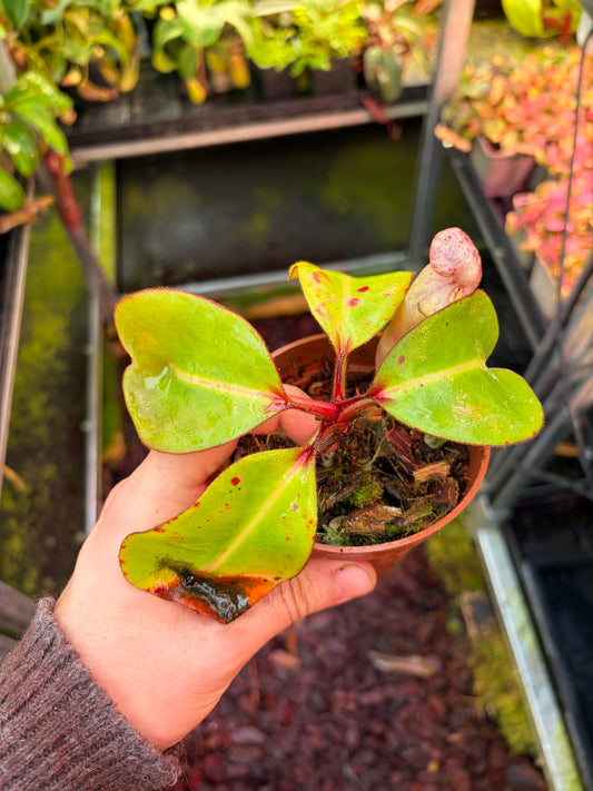 Nepenthes clipeata SG 15cm
