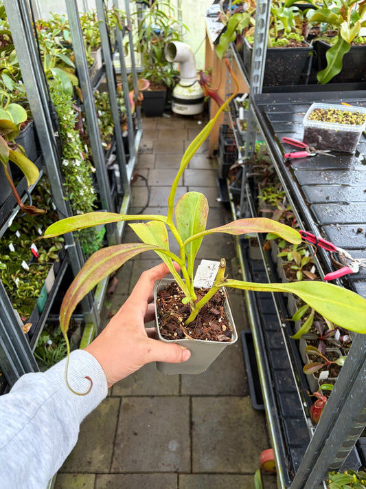 Nepenthes eymae ‚rooted cutting‘