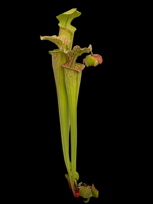 Sarracenia leucophylla MS L20C x (leucophylla x oreophylla) Mirek