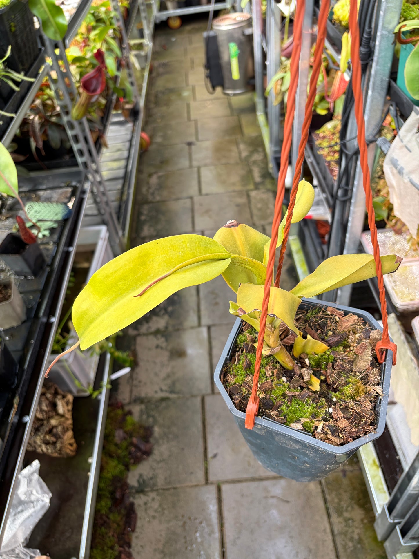 Nepenthes lowii x campanulata ‚EP‘ rooted cutting