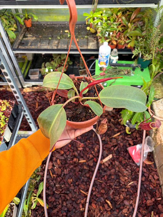 Nepenthes (lowii x truncata ‚squat‘) x peltata