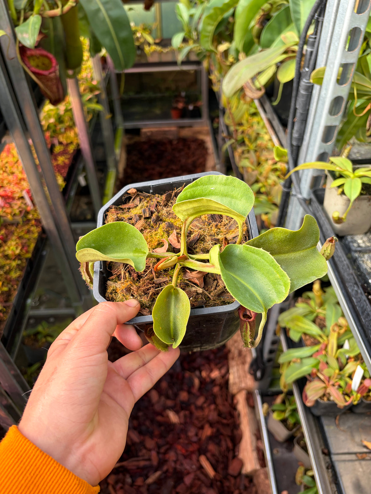 Nepenthes nebularum 20cm