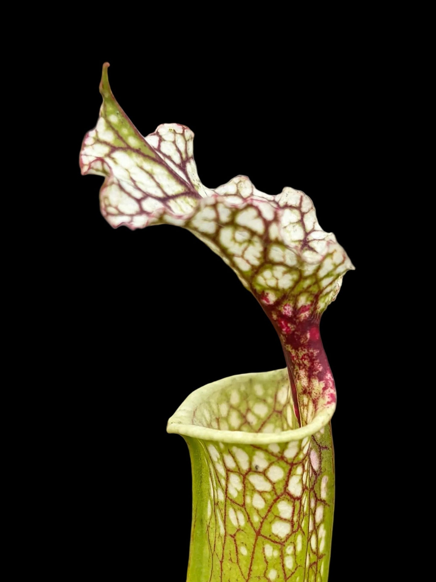 Sarracenia leucophylla S x M S4