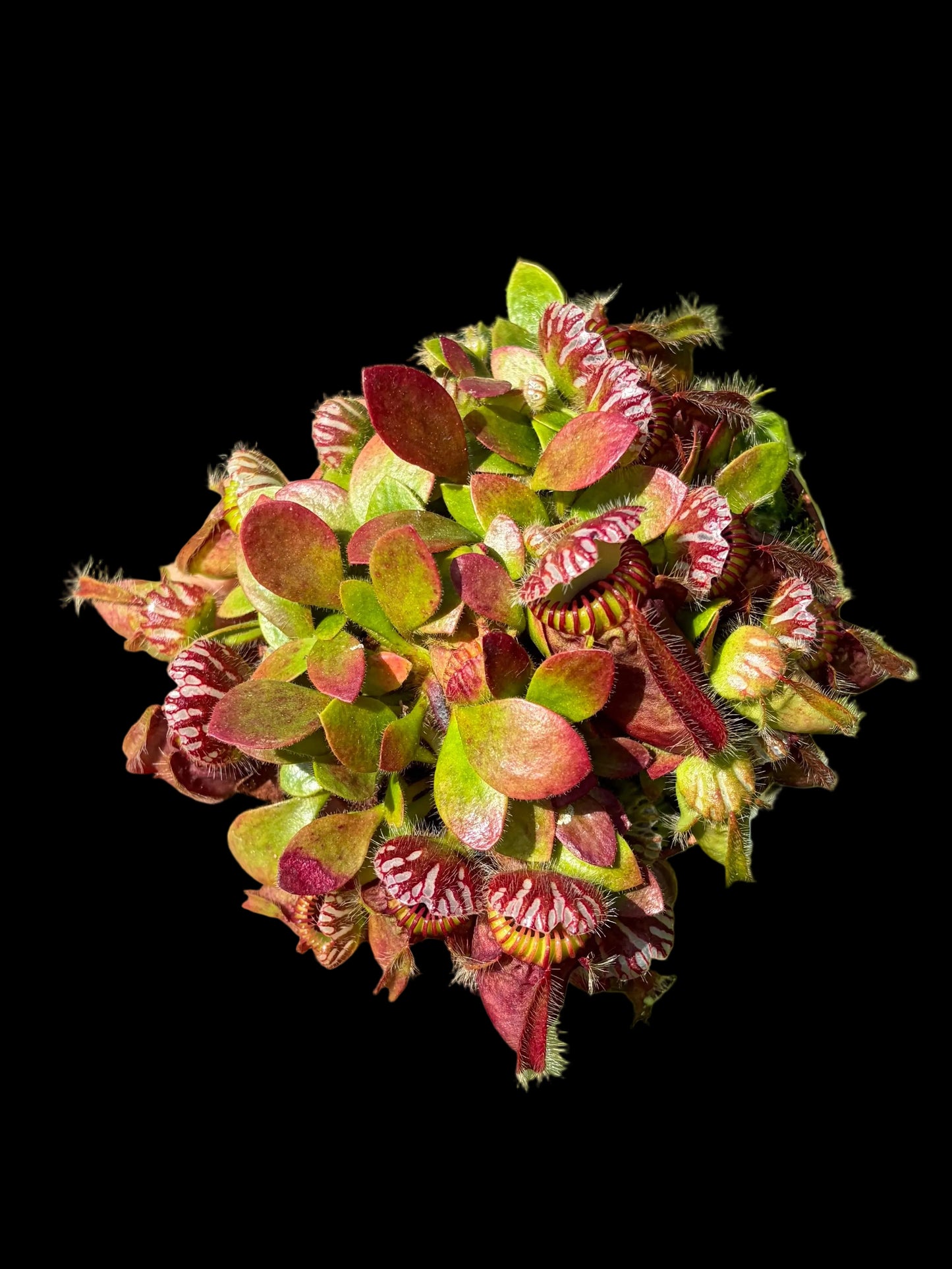 Cephalotus follicularis