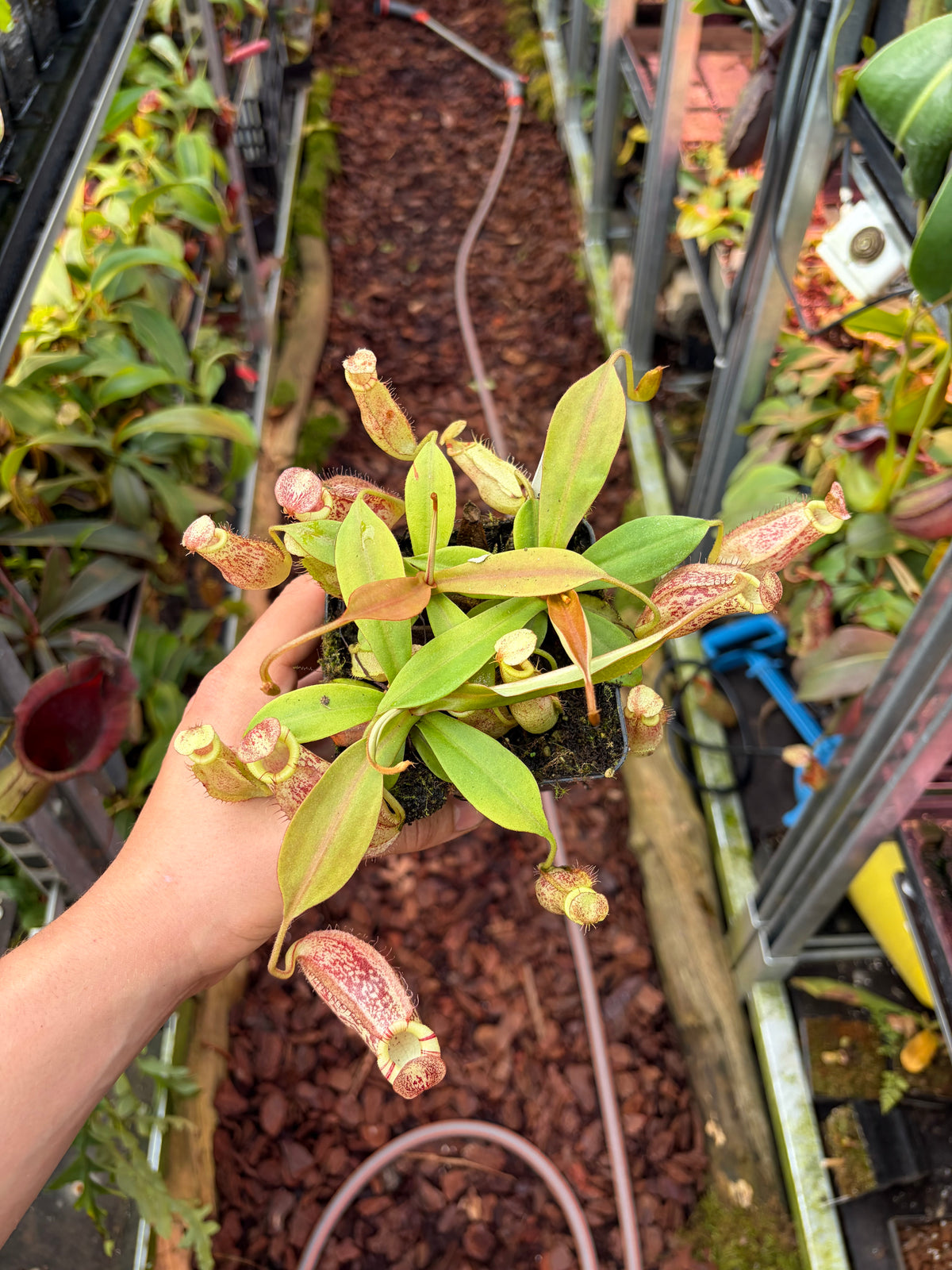Nepenthes spectabilis x bongso (BE-3991) 10-15cm