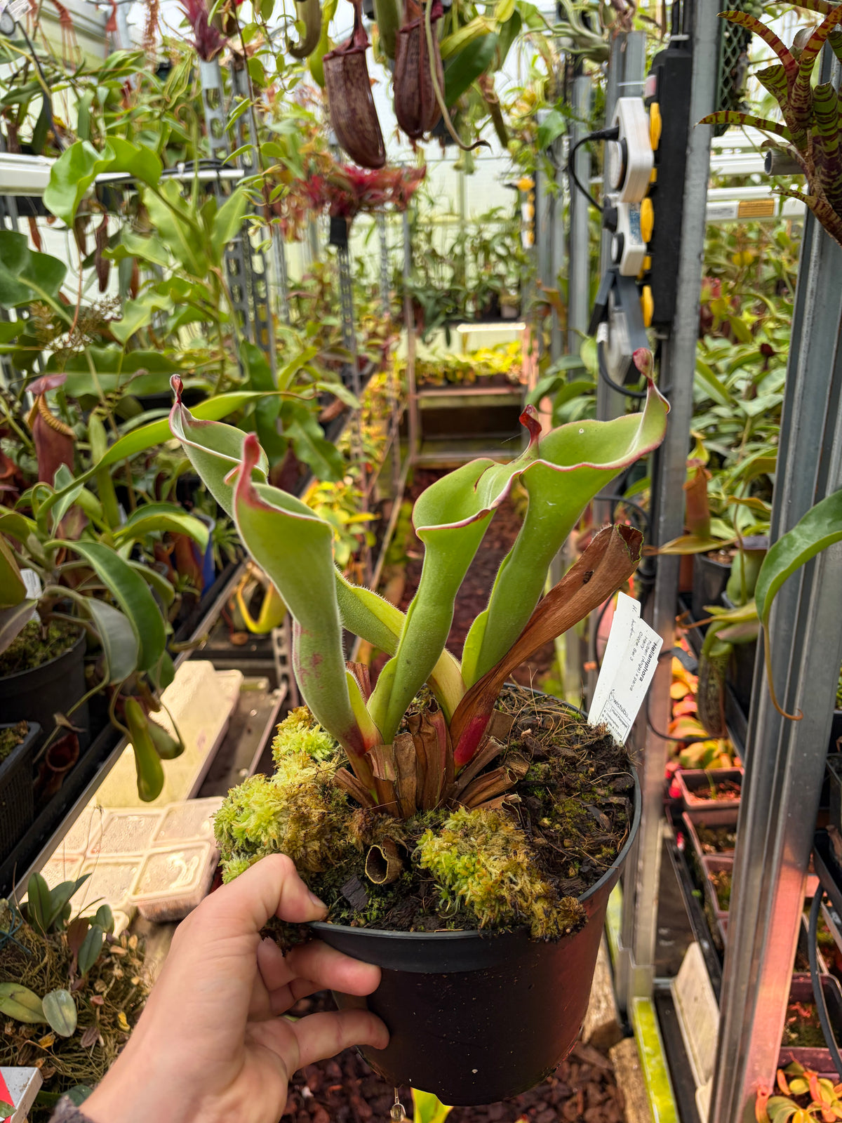 Heliamphora huberi x parva (Sel 3)