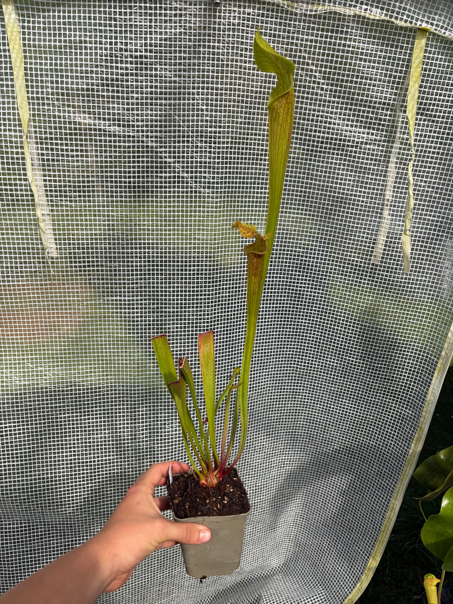 Sarracenia hybrid ‚LB010‘