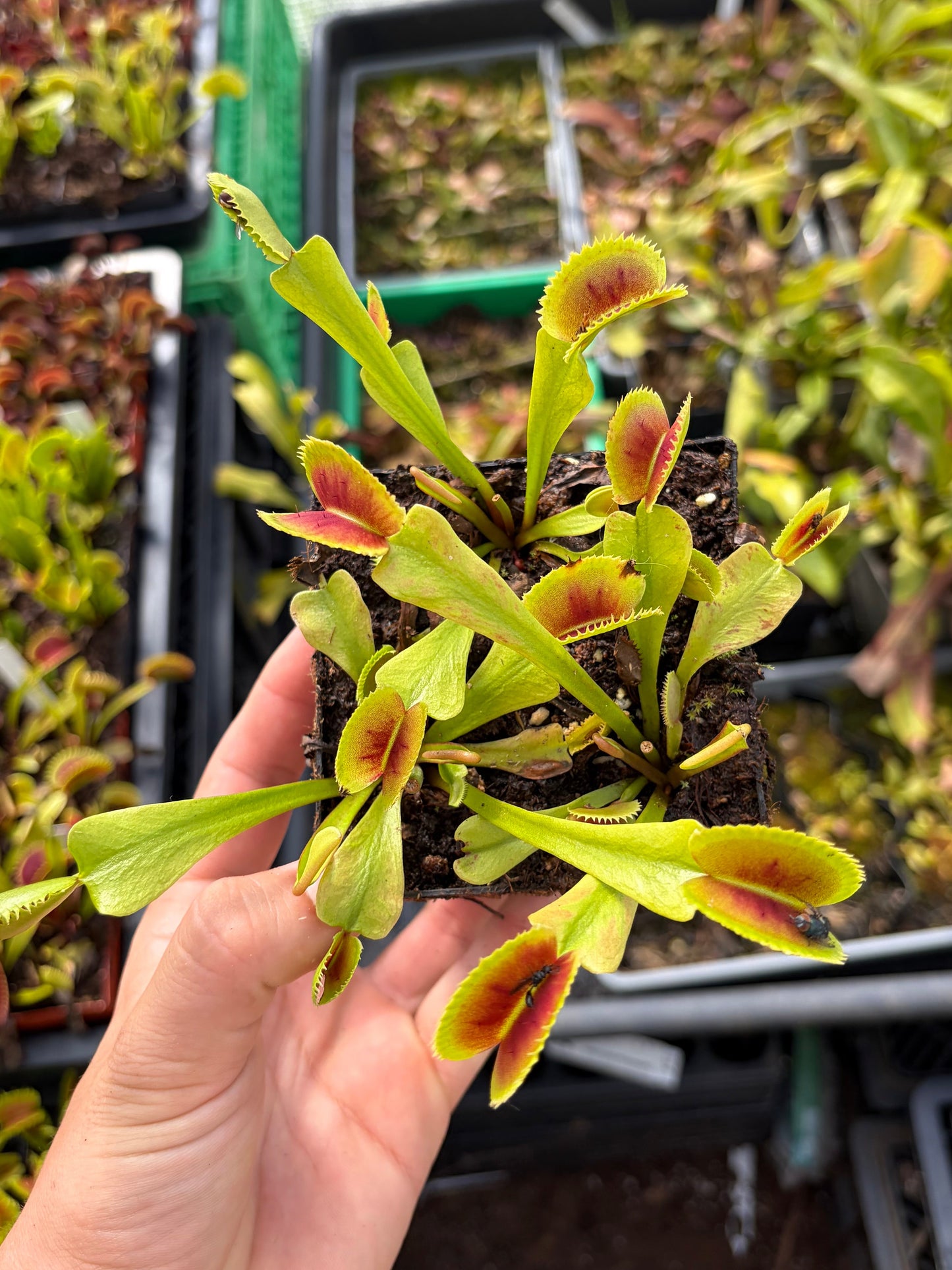 Dionaea muscipula 'Z11 (BCP)'
