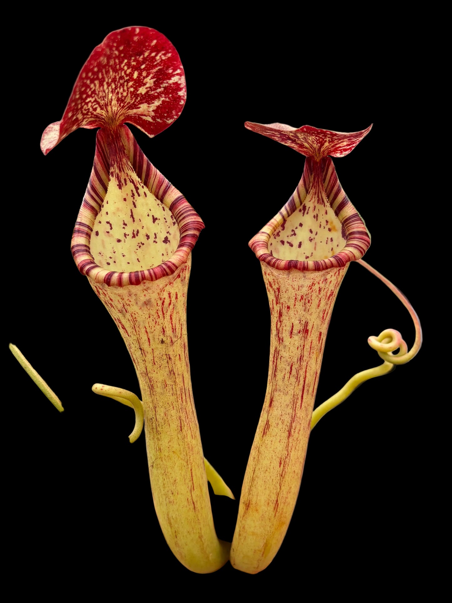 Nepenthes (spectabilis x truncata) x boschiana 'EP female'