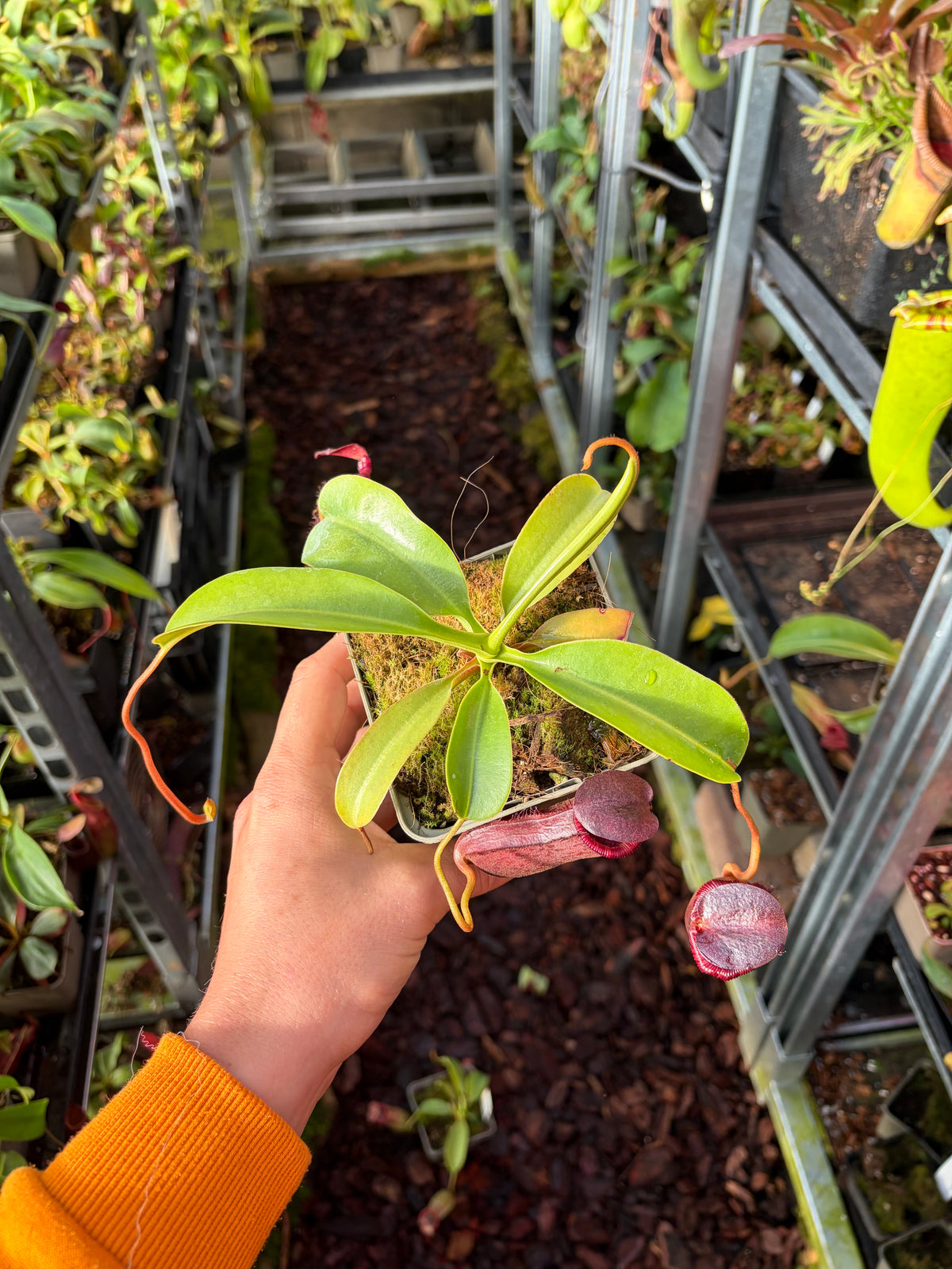 Nepenthes sibuyanensis x lowii (BE-4504) 15cm