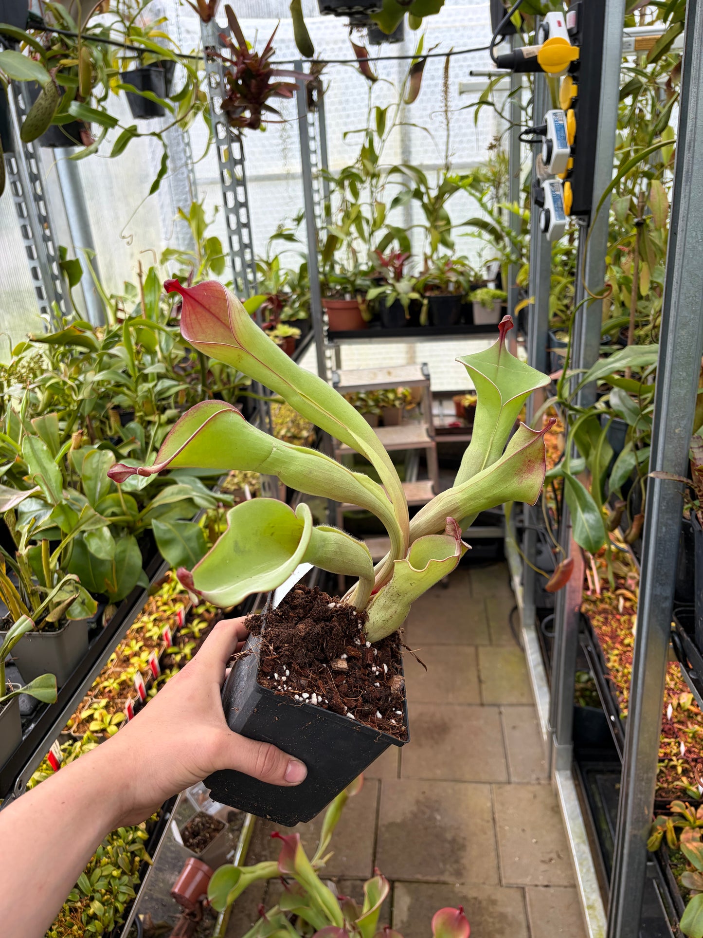 Heliamphora huberi (Anga) x parva #9