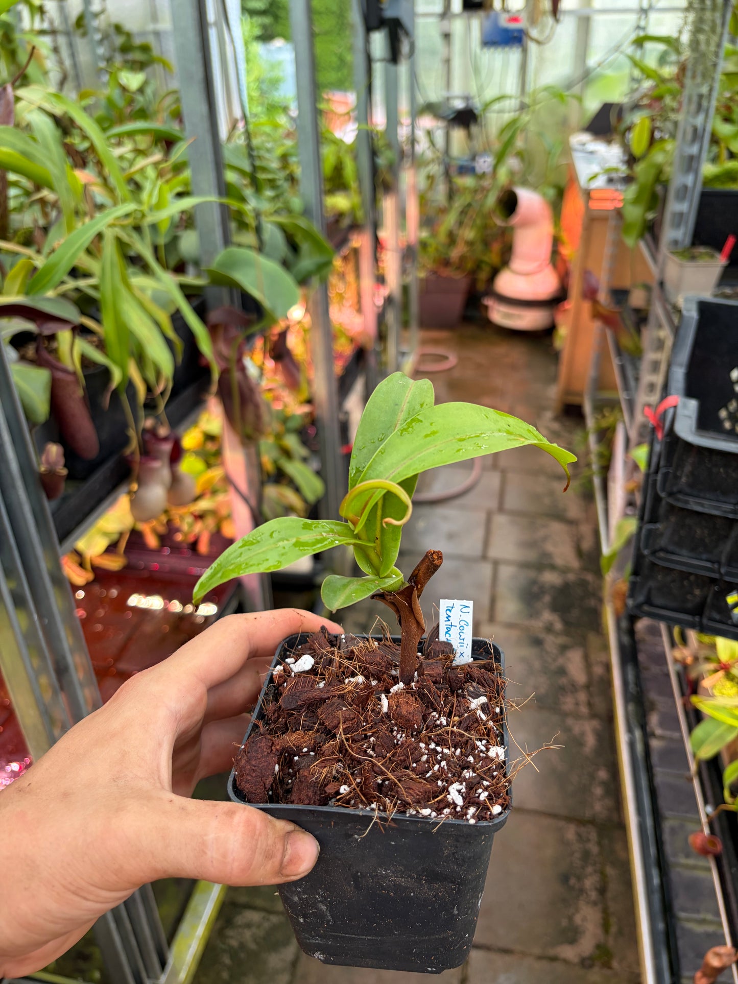 Nepenthes lowii x tentaculata ‚rooted cutting‘