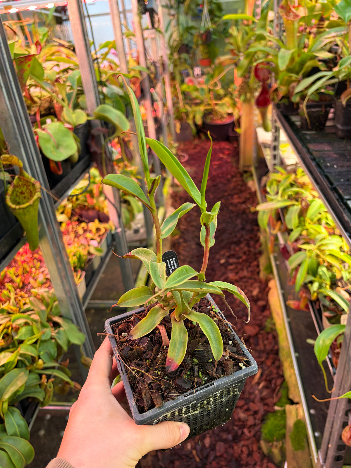 Nepenthes alba ‚2 Growpoints‘