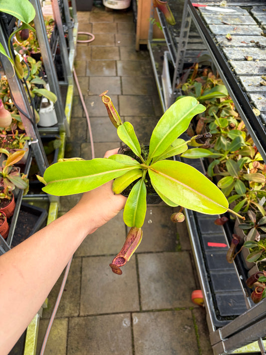 Nepenthes boschiana x (lowii x veitchii)
