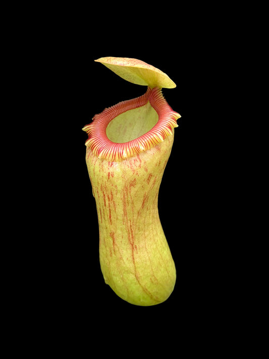 Nepenthes ventricosa 15cm
