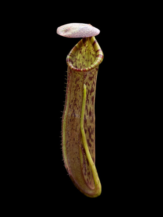 Nepenthes (spathulata x spectabilis) x (platychila x boschiana) 20cm