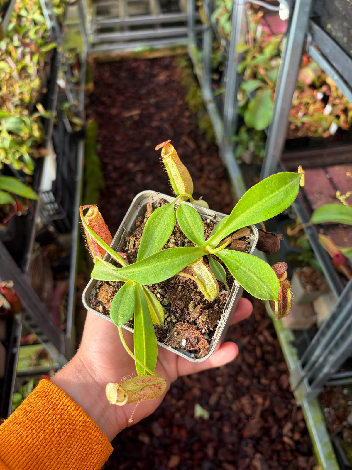Nepenthes spectabilis x lowii (BE-4524) 10cm