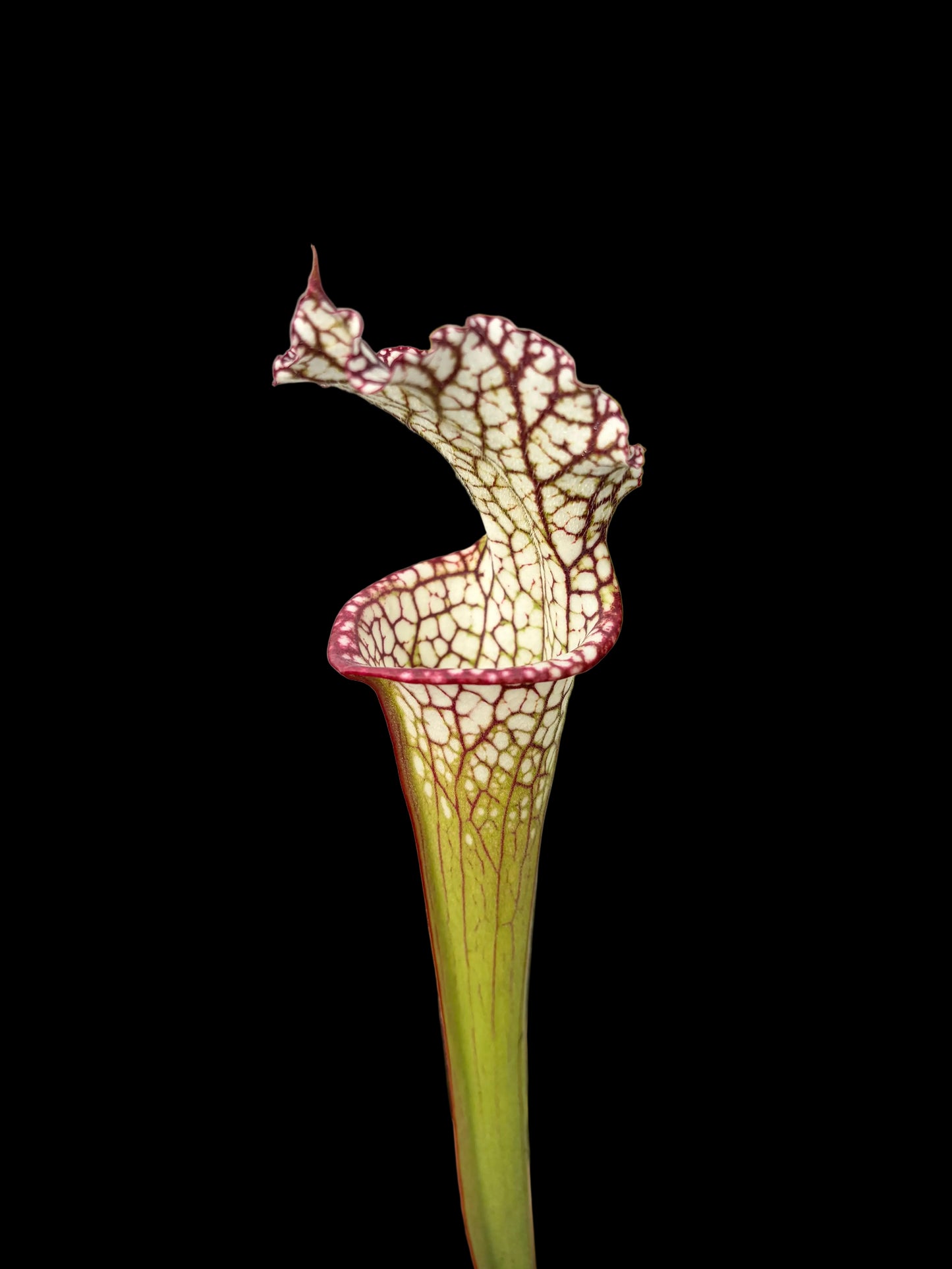 Sarracenia leucophylla - MK L38, pubescent form