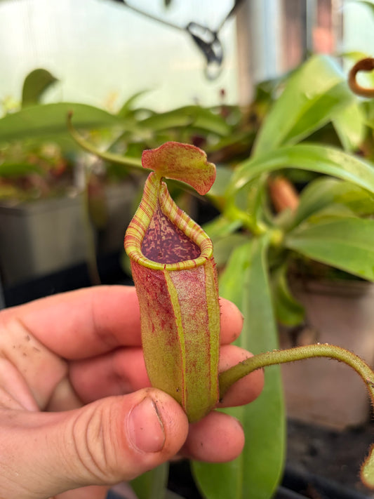 Nepenthes (lowii x platychila) x veitchii ‚candy striped‘