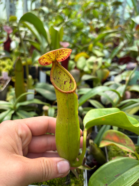 Nepenthes truncata x khasiana 40cm