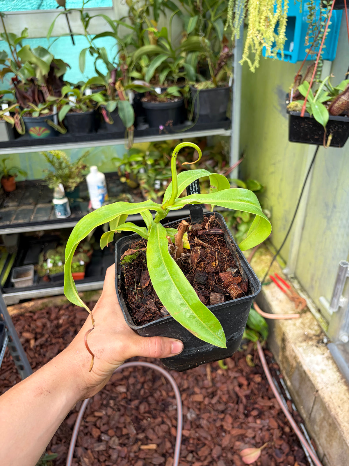 Nepenthes burkei ‚female‘ 30cm