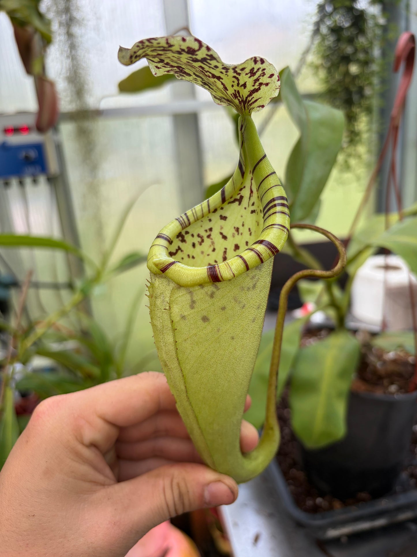 Nepenthes burbidgeae x platychila ‚female‘